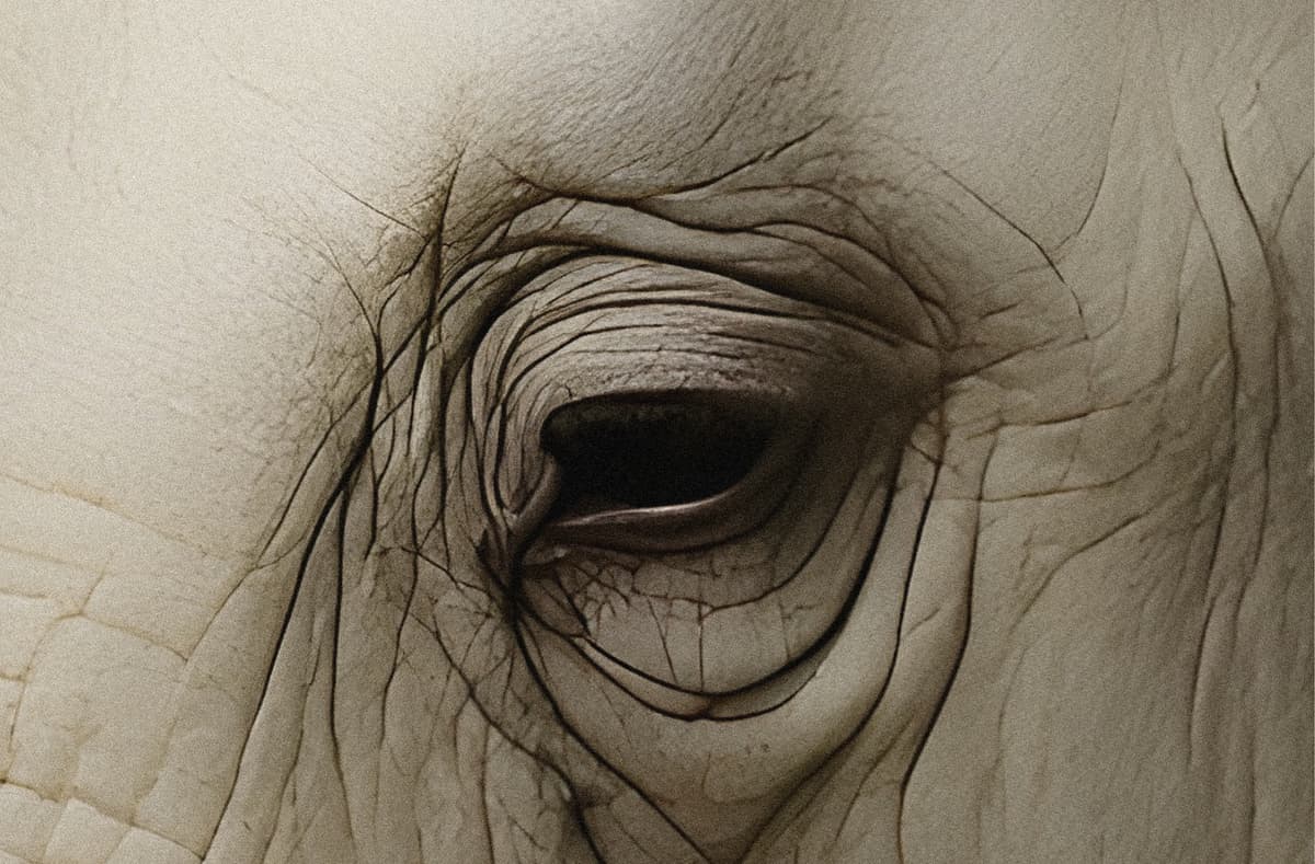 ZŌ מאת אוהד נהרין (קאסט זאנה)