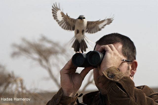 קתדרה - כנפיים וצלילים