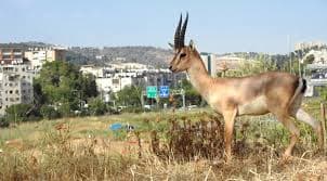 קתדרה - טבע עירוני בירושלים