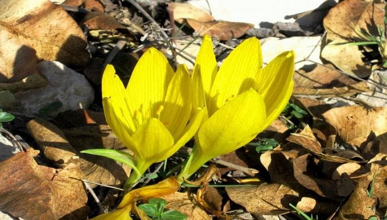 מיטיבי לכת חלמוניות בנגב! גב צרור, נחל הרועה, שדה בוקר, נחל צין….