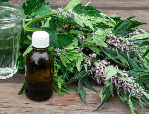 סדנת צמחי מרפא לחנוכה