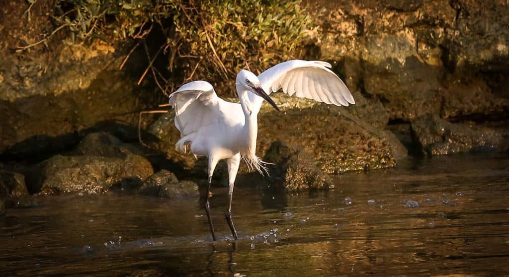 ספארי ערב בגני יהושע