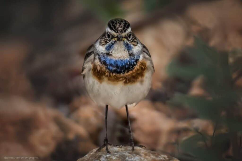צפרות חורף למבוגרים