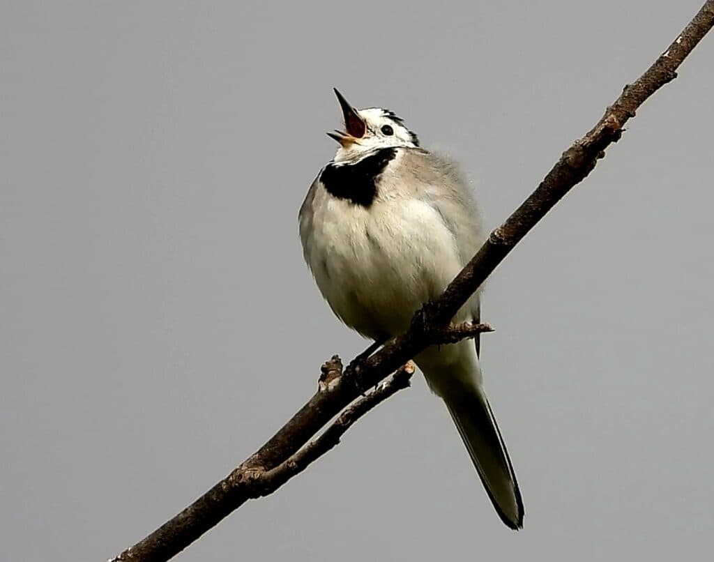 צפרות חורף למשפחות