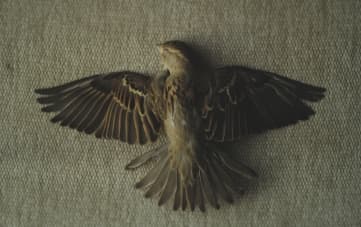 הרצאה "כנפיים שבורות"