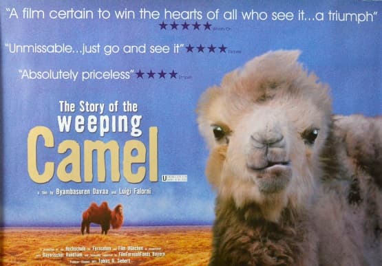 איילת אידלברג | מונגוליה "דמעות של גמל"