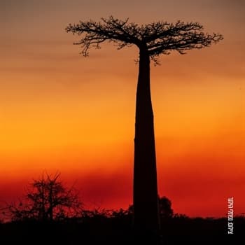 חוצה יבשות | נפתלי הילגר - מדגסקר