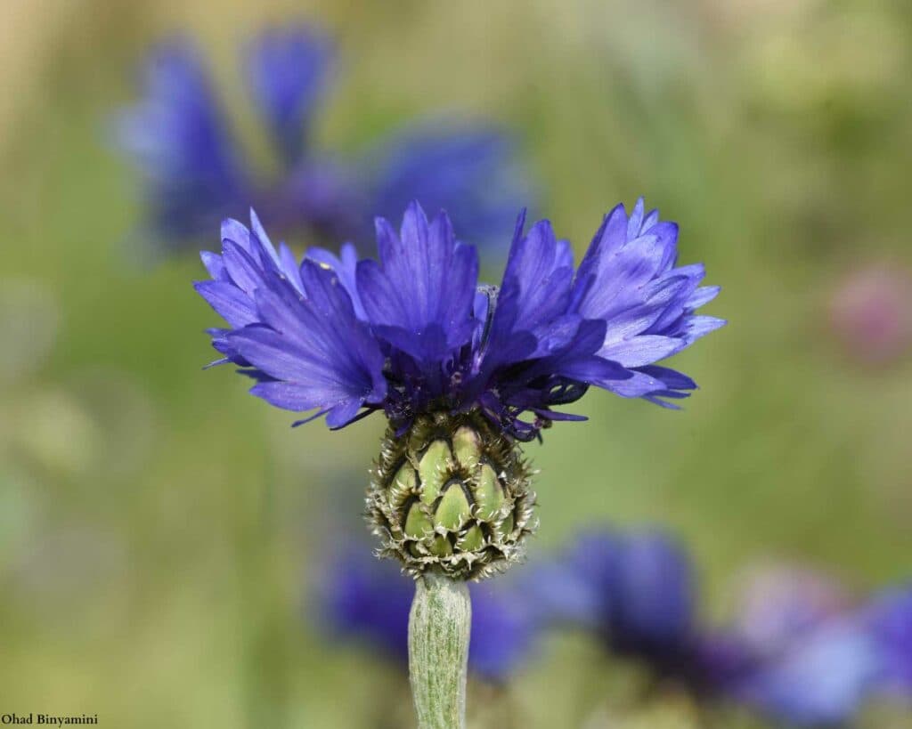 אל הרי גופנה – סיור בעקבות המכבים