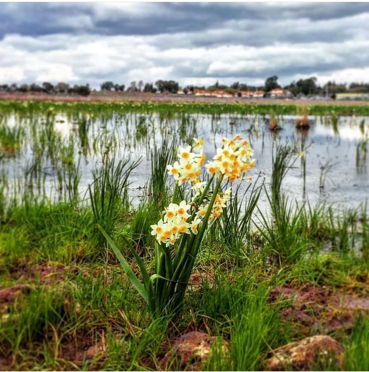 קסם הפריחה בשמורת אחו נוב וביצת חיספין