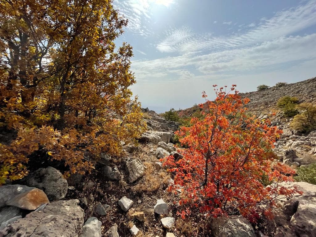 שלכת בחרמון – טיול שלכת בהר כחל