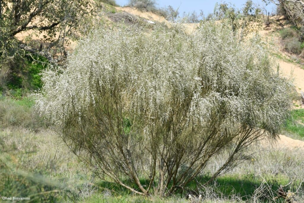 מסע הרפתקאות בחולות ניצנים: פריחת הרותם