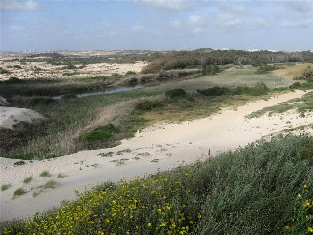 ציפורים ודיונות: טיול קסום בין נחל שורק לחולות פלמחים