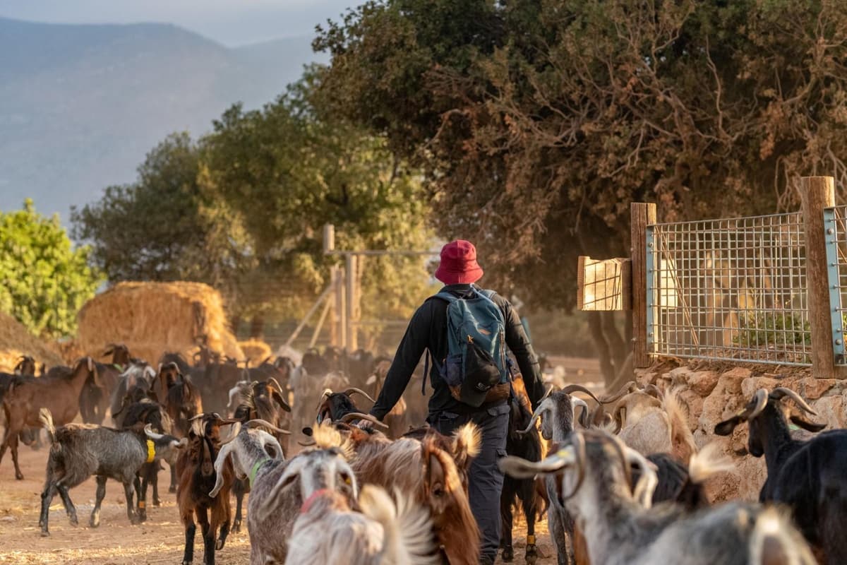 סיור מיחדוש בחוות רום – חוויה יוצאת דופן לכל המשפחה!