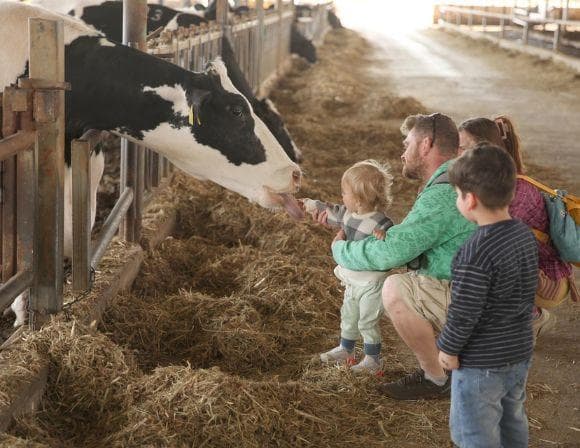 פסטיבל חורף – חוויה משפחתית לחנוכה – ביקור ברפת, שוקו חם וסדנת נרות ועששיות