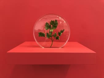 צבא של מאה שרירים