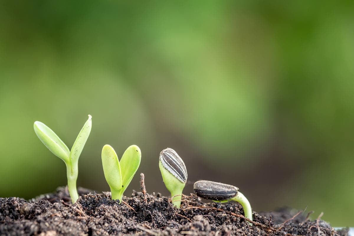 בייביקעה - ציור בוטני
