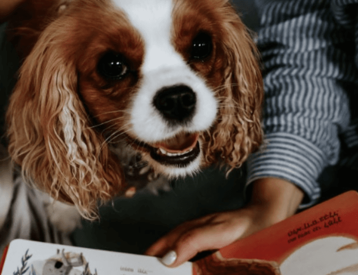 שעת סיפור עם כלבים