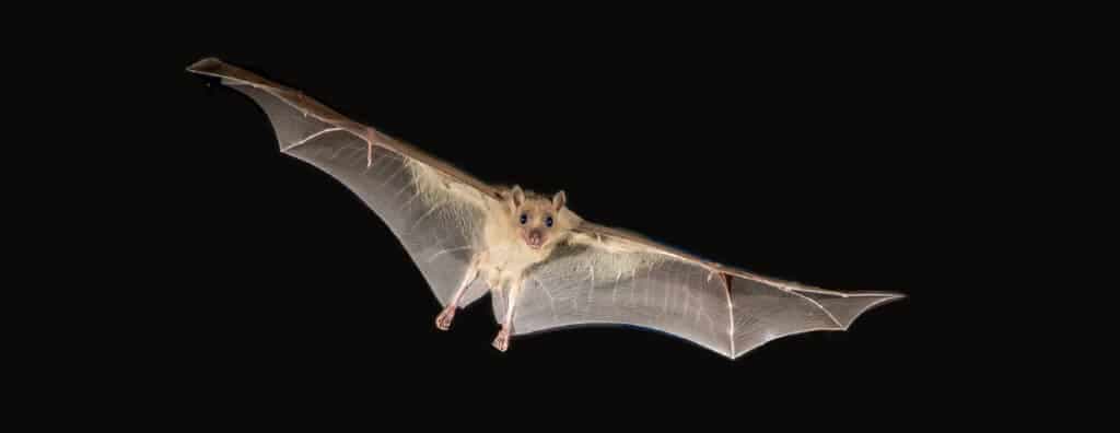 ספארי ערב בפארק בגין