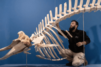 שחזור שלדי חיות עם עדן זץ